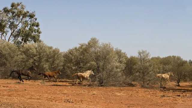 Los caballos salvajes conocidos como brumby, galopando en Australia. (Foto: Wikimedia)