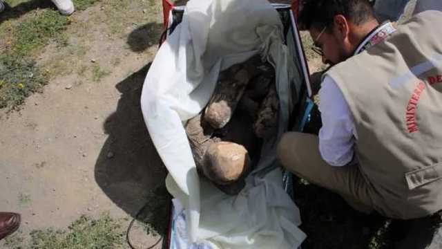 Se trata de una momia prehispánica, de entre 600 y 800 años de antigüedad. (Foto: Ministerio de Cultura de Perú)